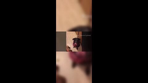 🤣🤣funny animal video 😂😂
