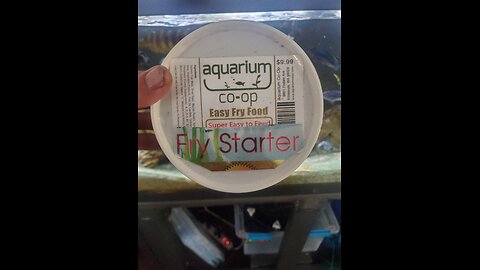 What do you feed your baby fish/fry?!