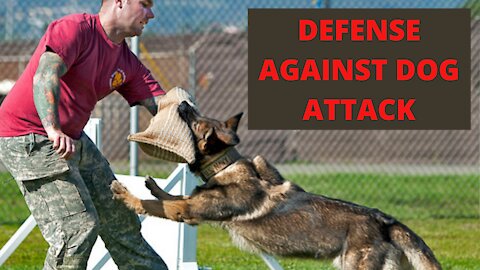 How to defend against a dog. Self defense against dog attack