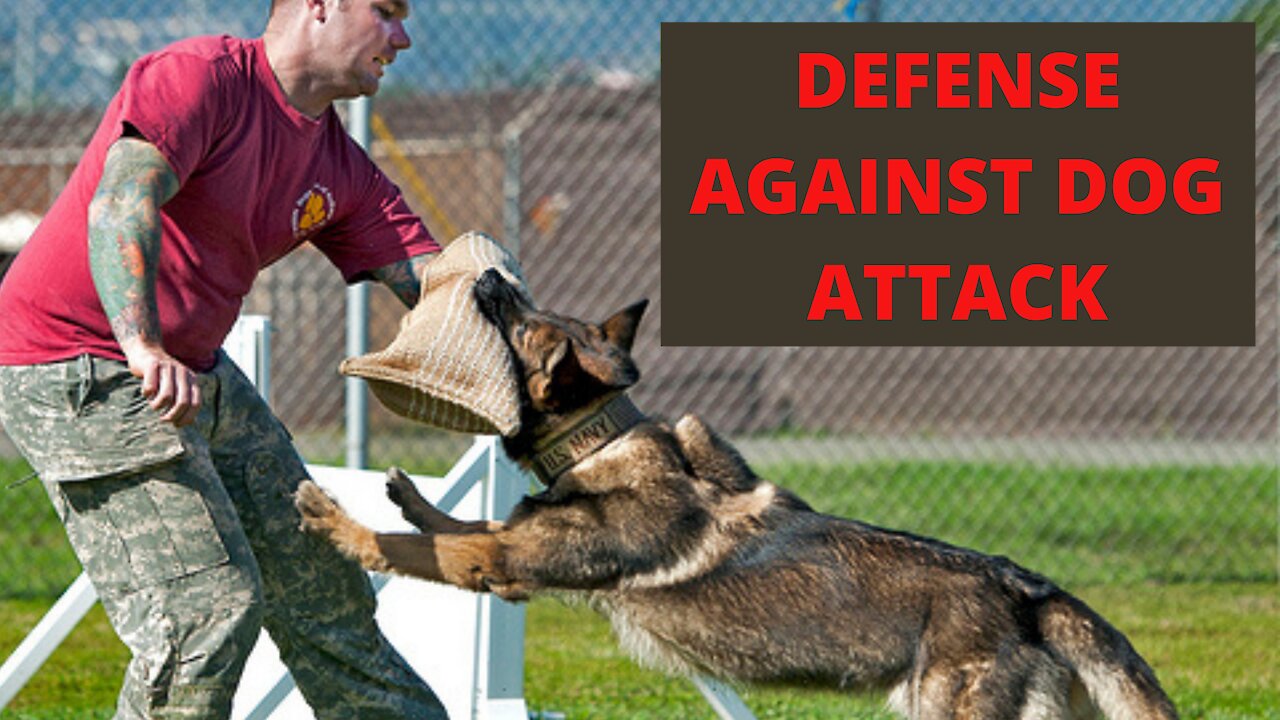 How to defend against a dog. Self defense against dog attack