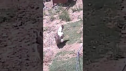 Farm cam keeping watch on livestock