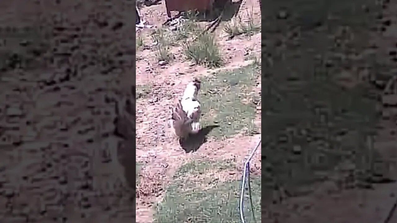 Farm cam keeping watch on livestock