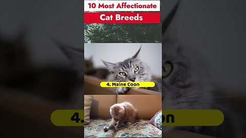 10 Cat Breeds That Are the Most Affectionate