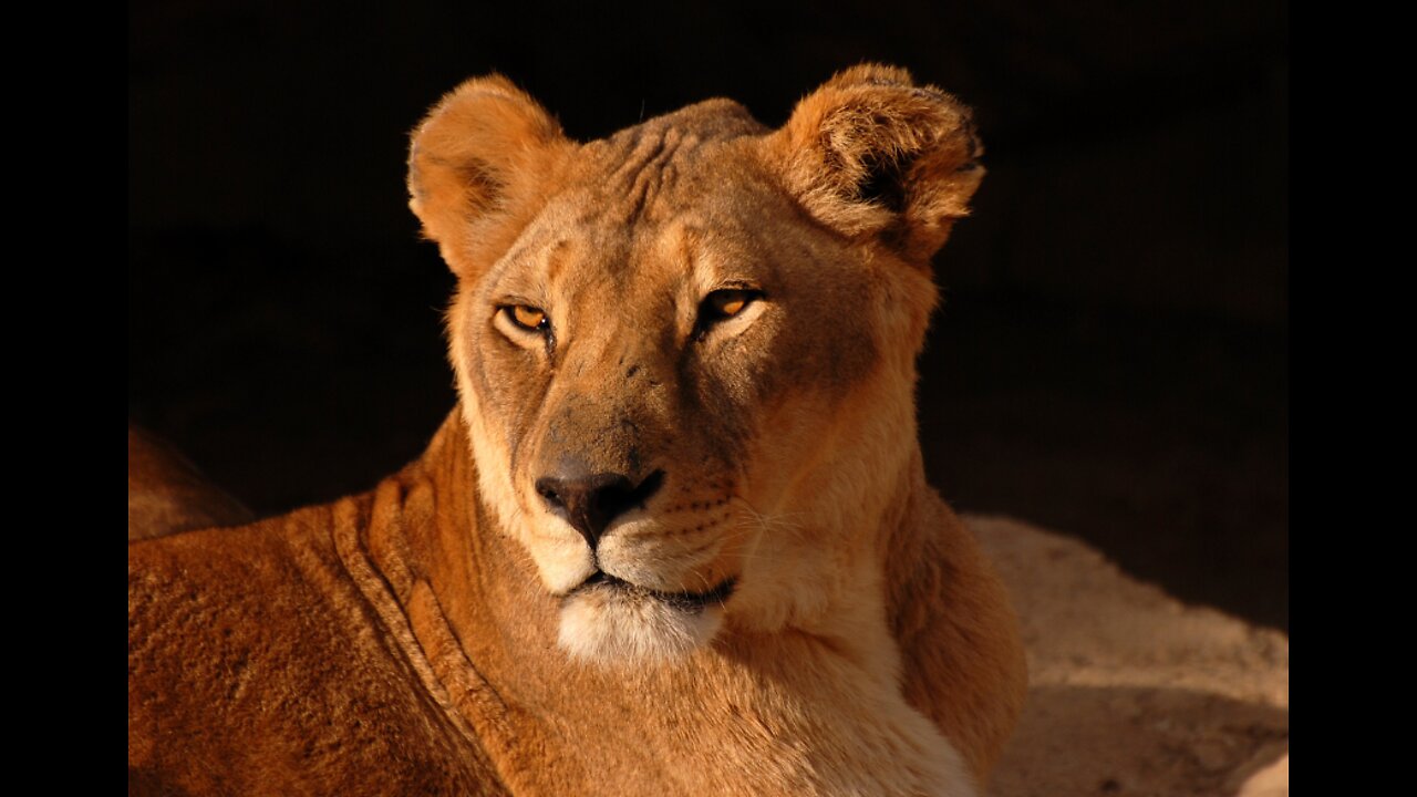 Spectacular Lioness