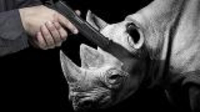 Auction to Kill Black Rhino