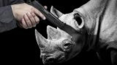 Auction to Kill Black Rhino