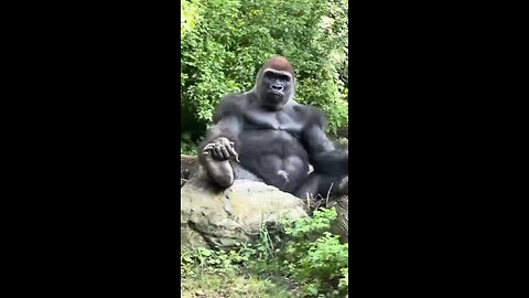 super Animal 🐅🦁🐫shorts video
