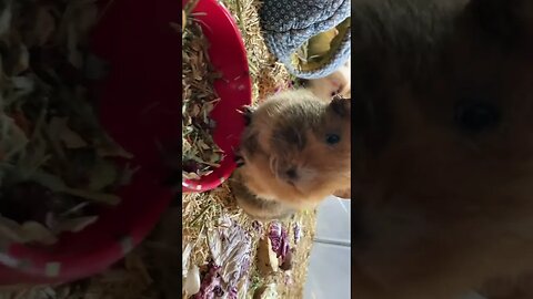 Guinea pig Tibby munching