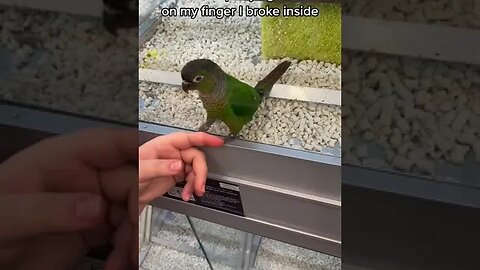 If birds can glide for long periods