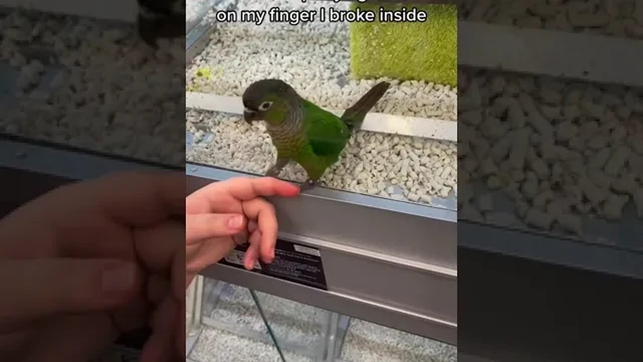 If birds can glide for long periods