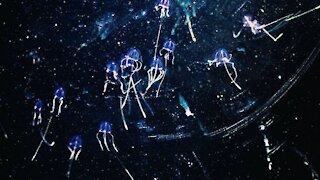 How to Survive a Swarm of Box Jellyfish