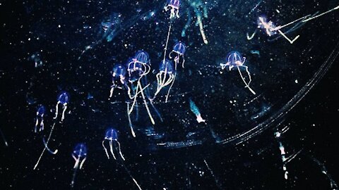 How to Survive a Swarm of Box Jellyfish