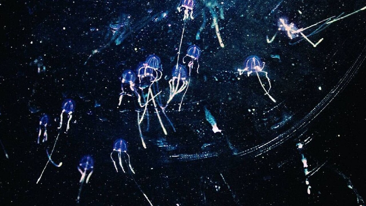 How to Survive a Swarm of Box Jellyfish
