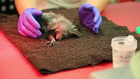 Zoo baby alert: Denver Zoo welcomes baby aye-aye, one of world's rarest animals