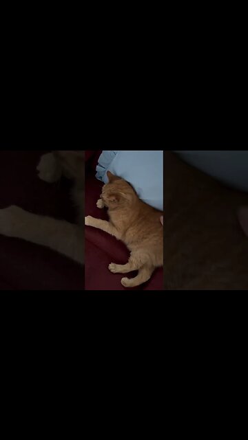 Cats are so Cute when Happy 😸😻 #cats #catshorts