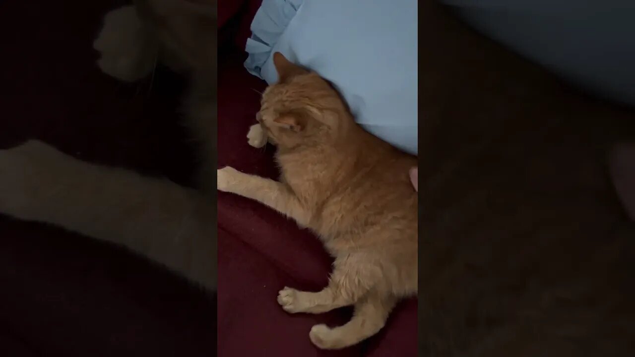 Cats are so Cute when Happy 😸😻 #cats #catshorts