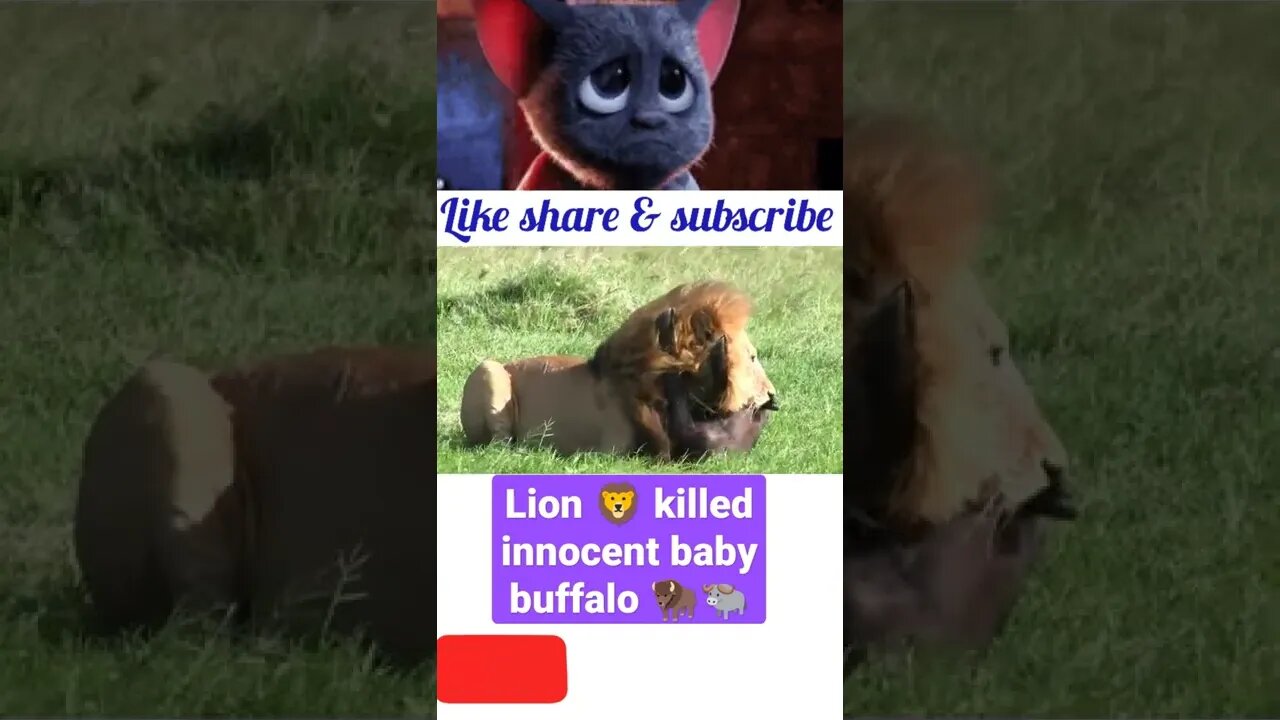 Lion 🦁 killed innocent baby buffalo 🐃🦬#shorts #youtubeshorts