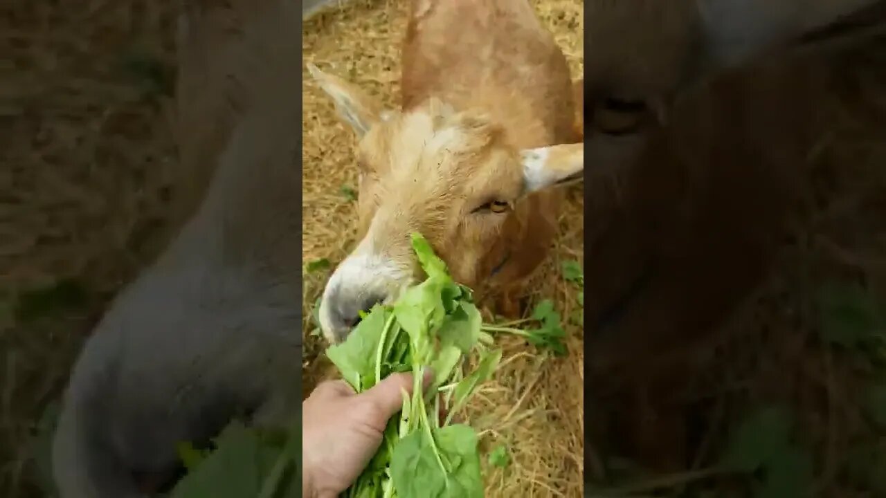 #goats #farmanimals #homestead #homesteadlife #farmlife #farm #cute #homesteading #treats