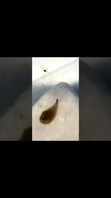 Leeches In Our Aquarium #Shorts 💦