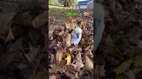 Peaches loves the fall foliage #cutepets #shorts #parrot #cockatoo #autumn