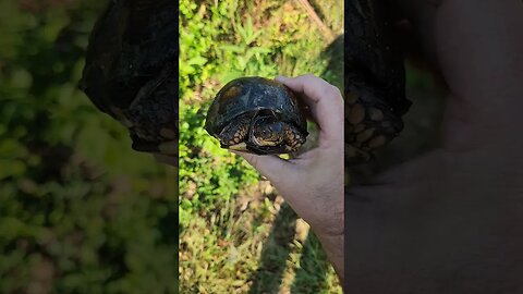 Eastern Box Turtle - wild on the homestead. #homesteading #garden #animal #boxturtle