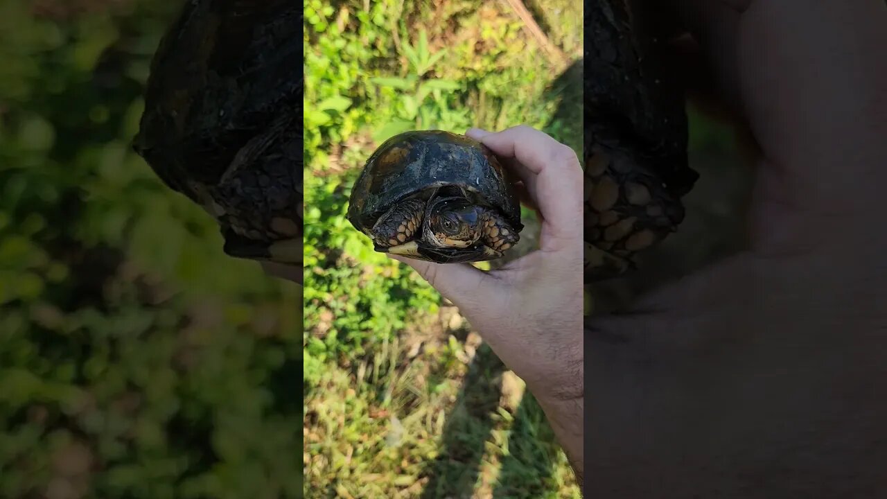 Eastern Box Turtle - wild on the homestead. #homesteading #garden #animal #boxturtle