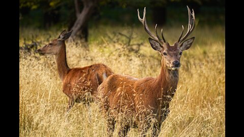 wildlife short video