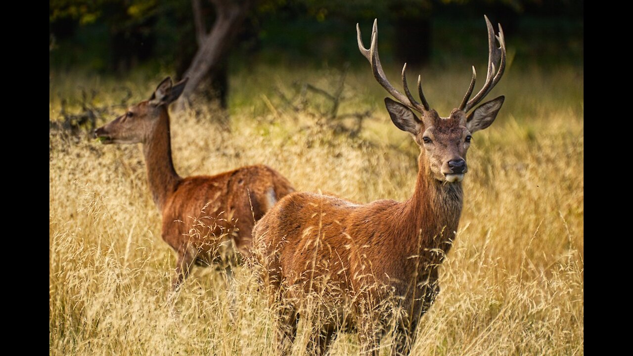 wildlife short video