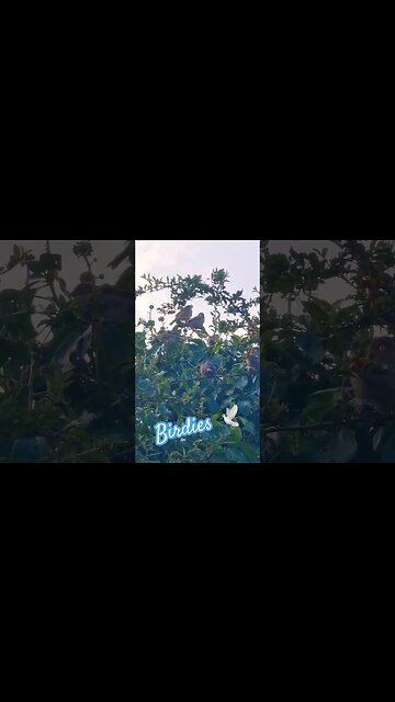 Birdies 🕊 #wuauquikuna #chaffinch #urbanwildlife #birdwatching #naturelovers #nature #birdwatchinguk