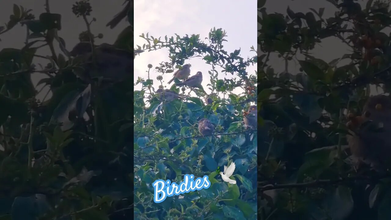 Birdies 🕊 #wuauquikuna #chaffinch #urbanwildlife #birdwatching #naturelovers #nature #birdwatchinguk