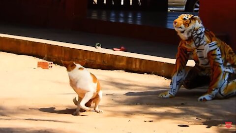 Wow!! Fake Tiger Prank Dog No Run So Funny Try To Stop Laugh Challenge