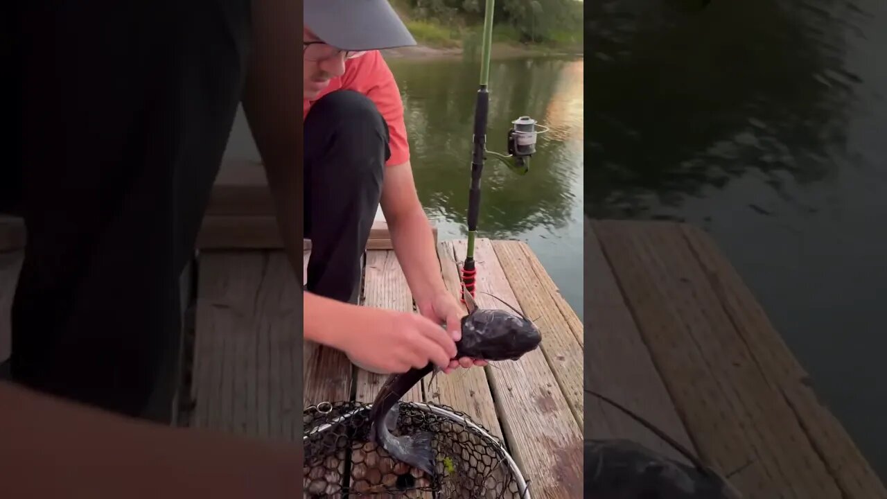 Catch and release on a big old Idaho Channel Catfish. 🎣