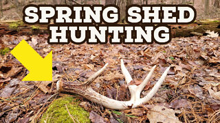 Spring Shed Hunting! (Found a STUD)