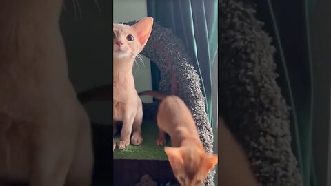 CAT VIDEO