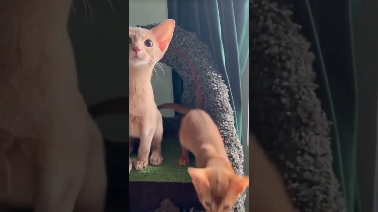 CAT VIDEO