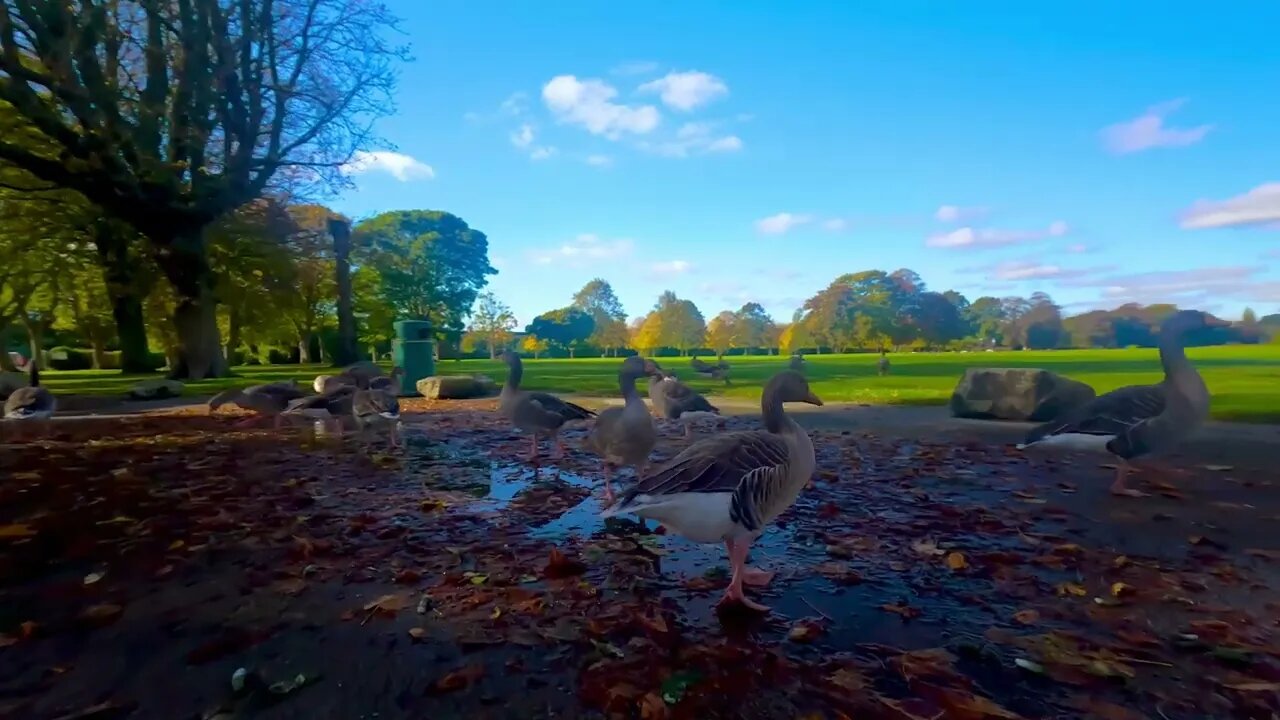 Puddle ducks (greylag geese)