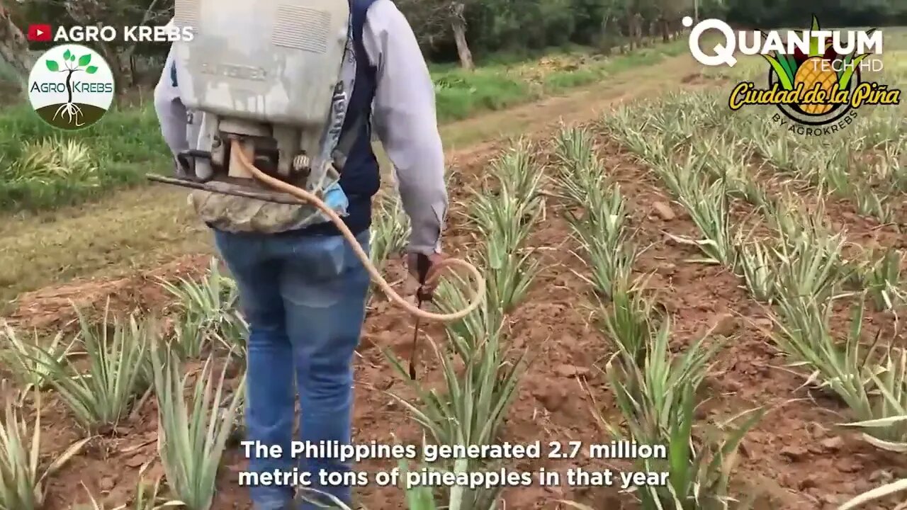 Harvesting the Most Delicious Pineapples in the World | Exotic Fruit Plantation