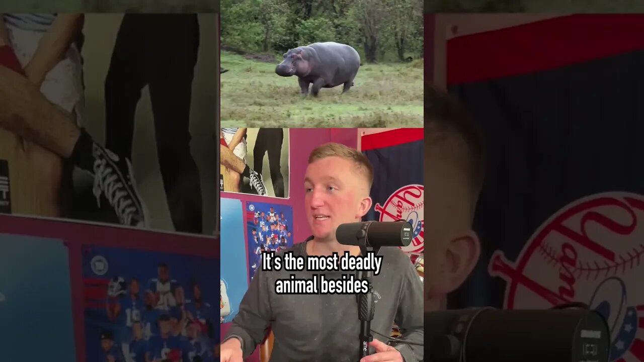 What animal would win a War of the Animals?! #shorts