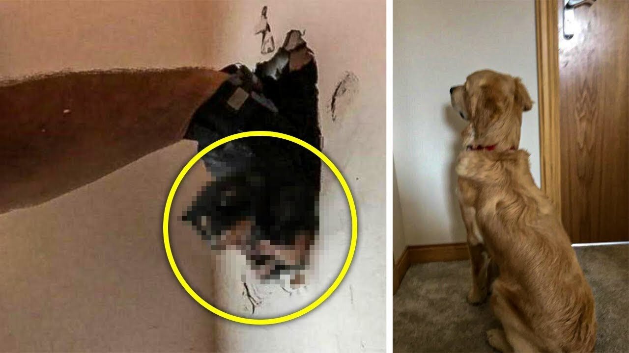 Dog Stares At Wall For Days, So Dad Sets Up a Hidden Camera