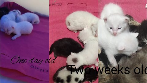 0-14 days old kittens