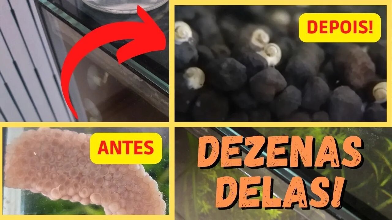 🔥 Deixei os OVOS de AMPULÁRIAS Eclodirem - Adivinha o que Aconteceu?! [CORTES]