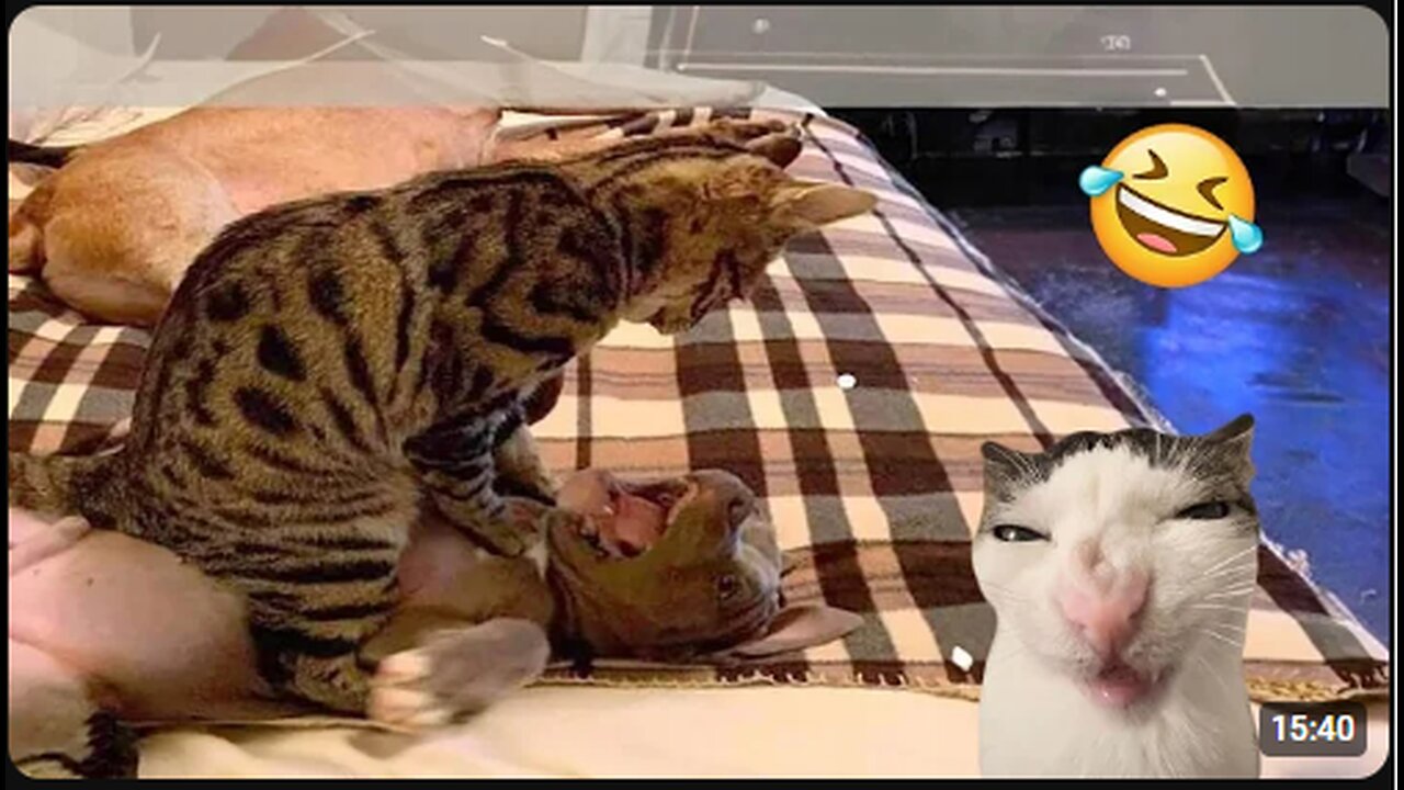 Best Funniest Animals Video 2024