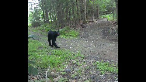 WHY do the bears insist on trying to eat our cameras?