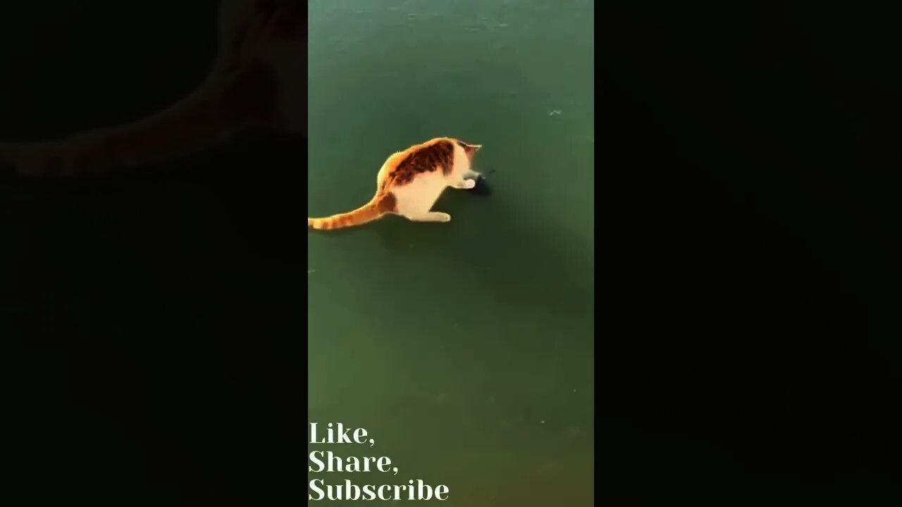 Funny Cat Playing With Frozen Fish