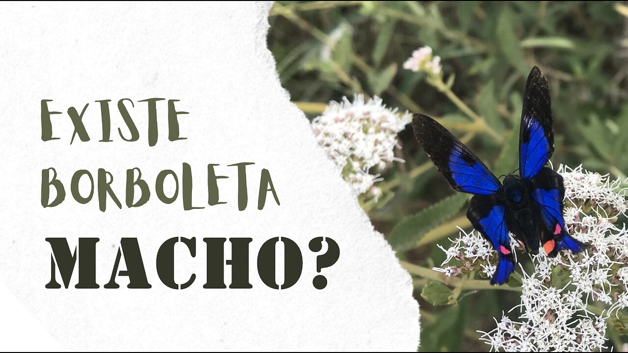 Existe borboleta macho?