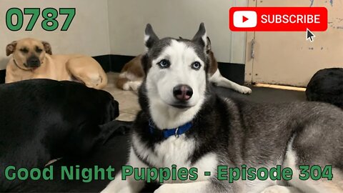 [0787] GOOD NIGHT PUPPIES - EPISODE 304 [#dogs #doggos #doggies #puppies #dogdaycare]