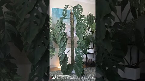 Watering moss poles can be that easy. Check out my full tutorial :) #monsteradubia