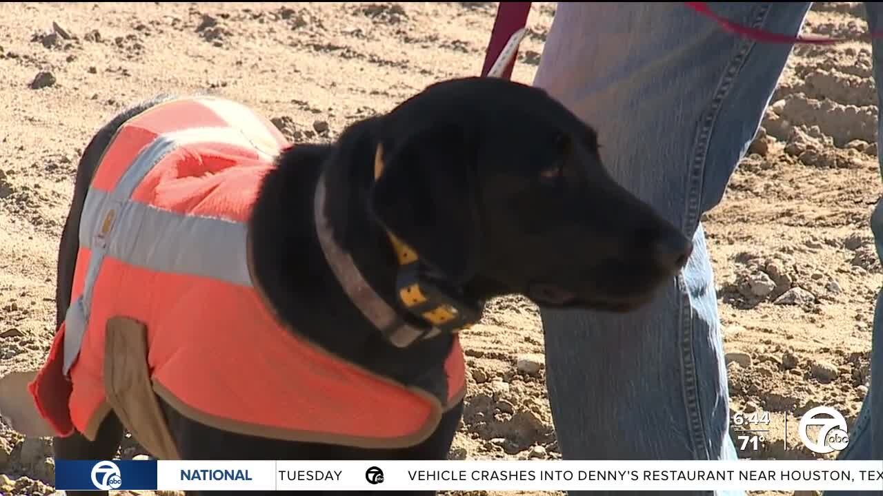 How dogs are helping keep the Gordie Howe bridge construction on track