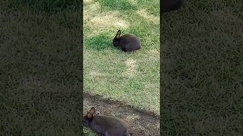 #makers #bunnies #cannonbeachorego