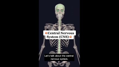 Understand Your Body! 💪🏼🧠 CNS